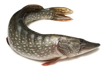 Рыба Щука с/м кг,