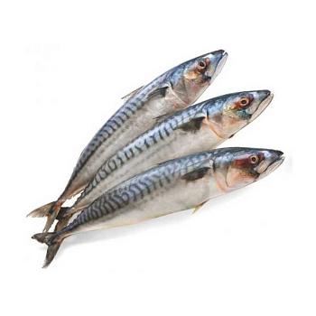 Скумбрия с/м