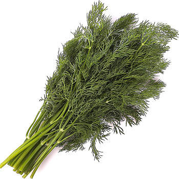 Зелень свежая СМАК Укроп 50г