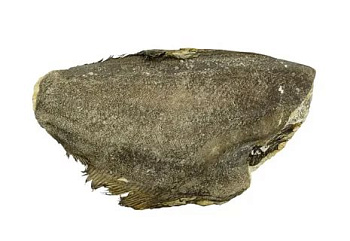 Палтус с/м б/г