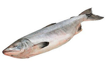 Горбуша с/м улов 2025 года