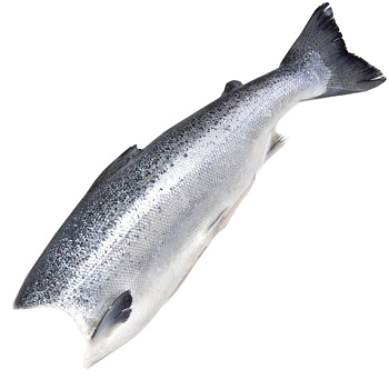 Форель с/м б/г