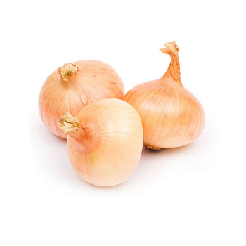 Лук репчатый 