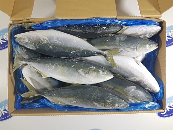 Желтохвост (лакедра) н/р с/м